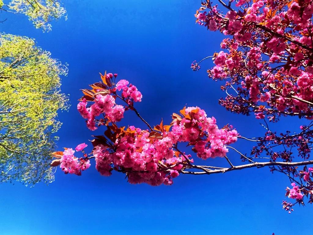 香格里拉五月天，正是櫻花浪漫時(shí)，怎一個(gè)美字了得！