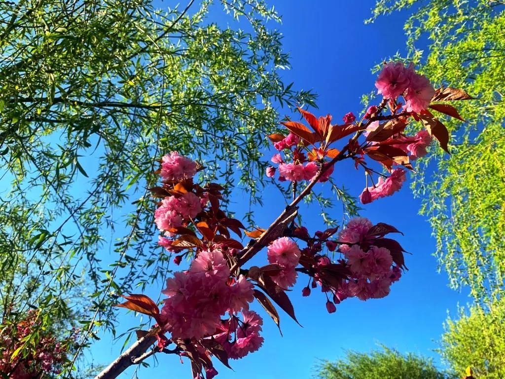 香格里拉美景圖