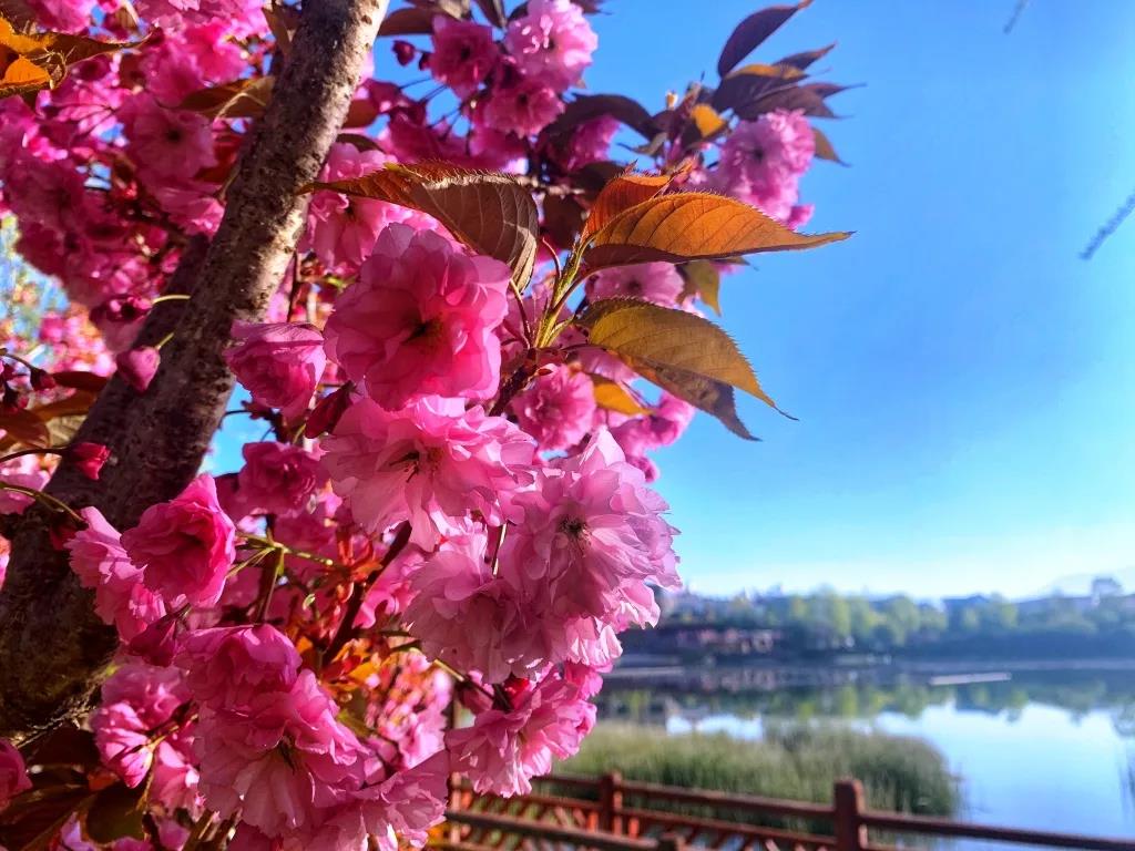 香格里拉美景圖