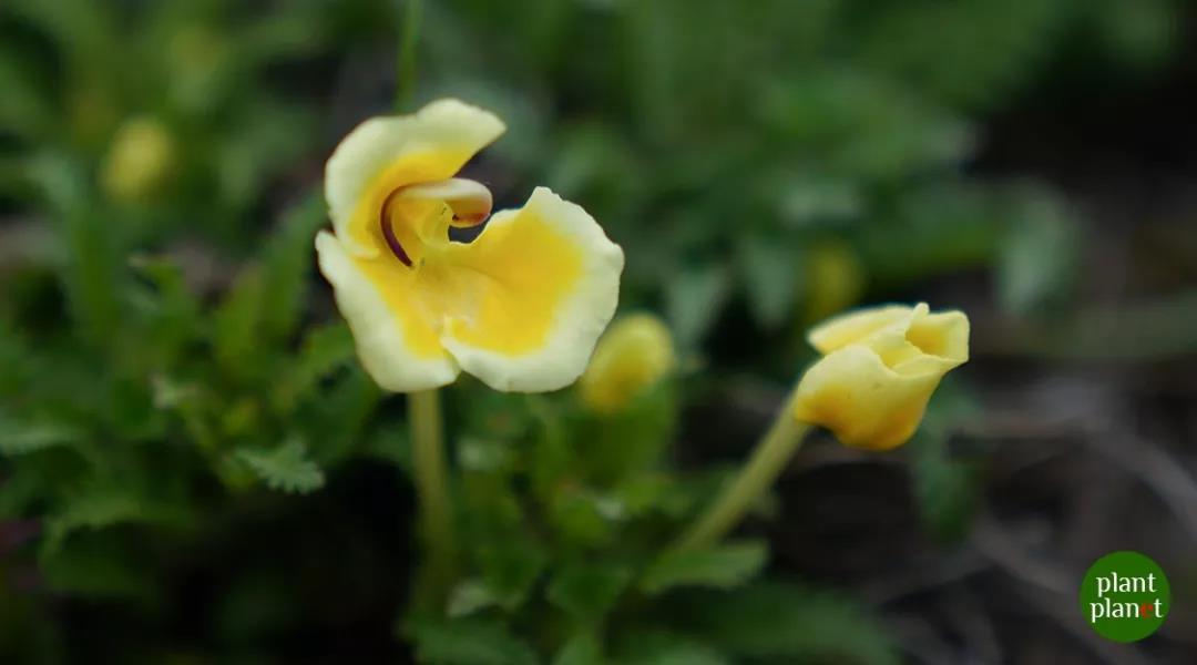 香格里拉高山植物園 香格里拉高山植物園
