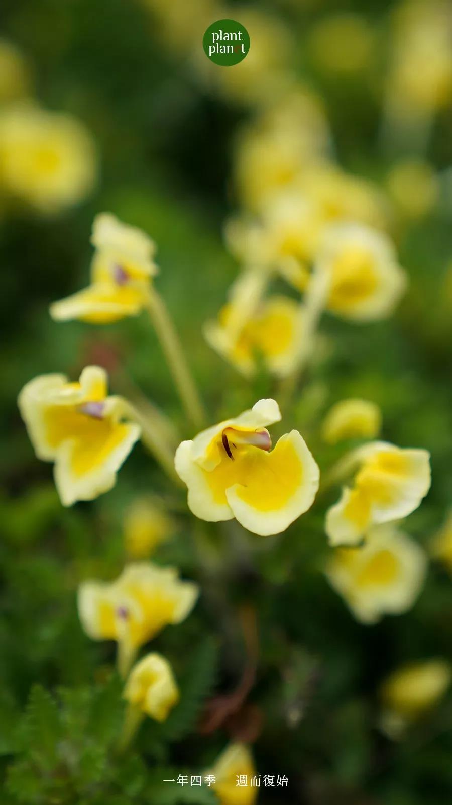 香格里拉高山植物園 香格里拉高山植物園