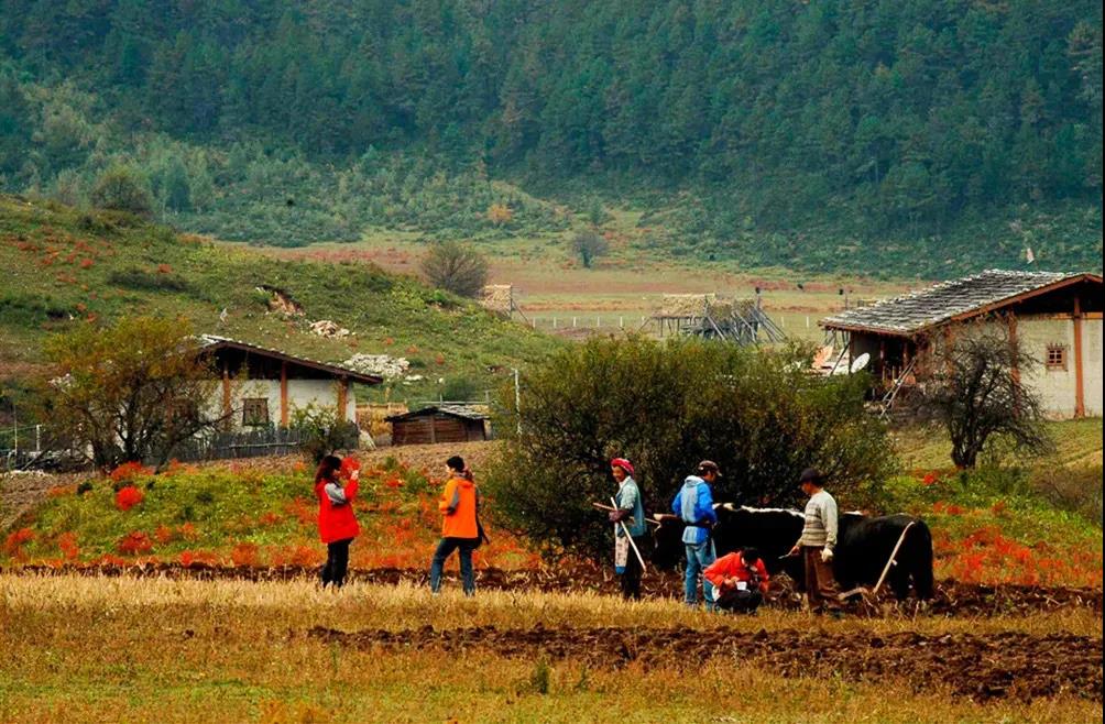 香格里拉旅游 香格里拉旅游