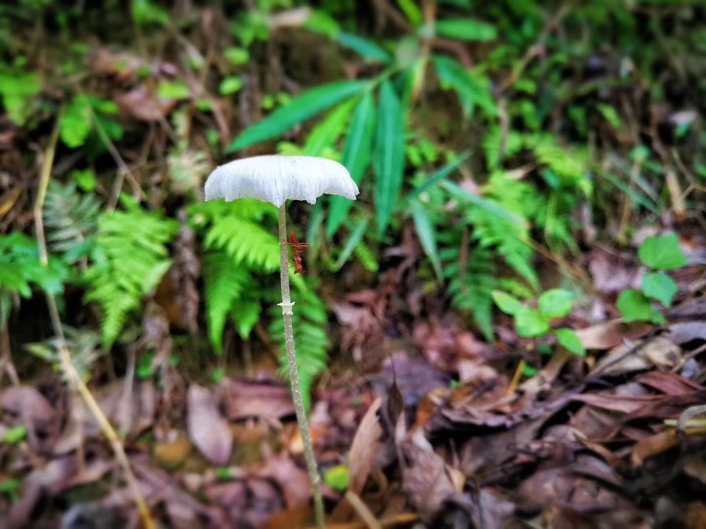 香格里拉高端定制游
