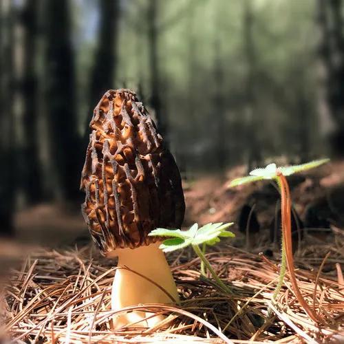 羊肚菌