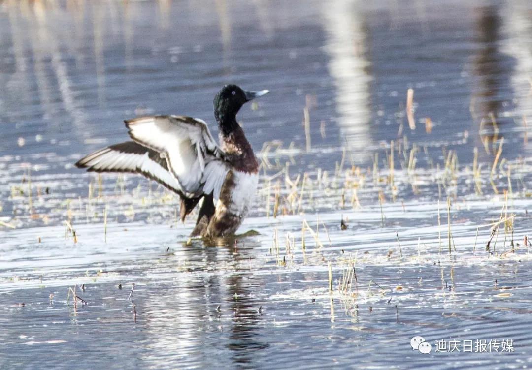 【香格里拉飛羽天堂——每日觀鳥臺】“鳥中大熊貓”——青頭潛鴨