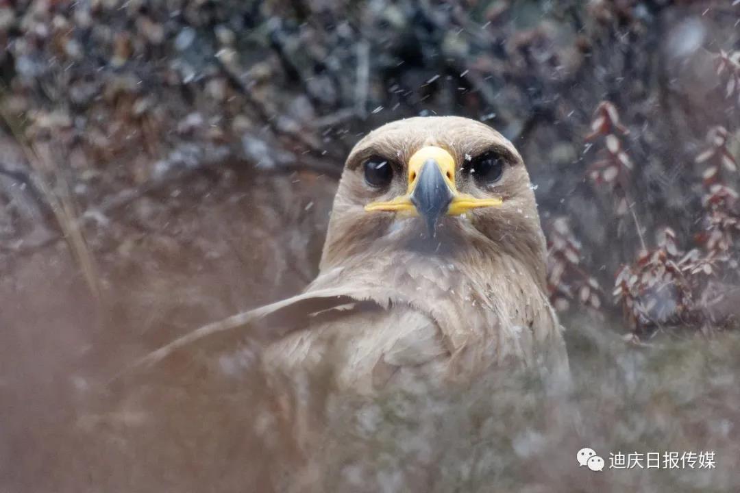 【香格里拉飛羽天堂——每日觀鳥臺】國家二級保護動物：草原雕