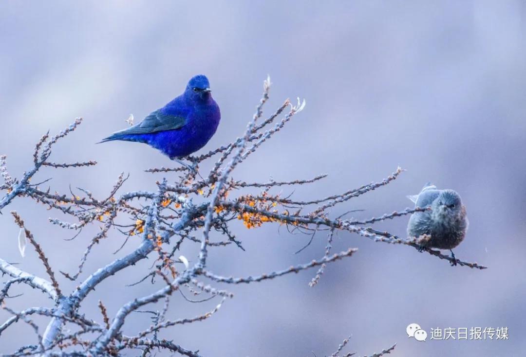 【香格里拉飛羽天堂——每日觀鳥臺(tái)】雀鳥殺手——雀鷹