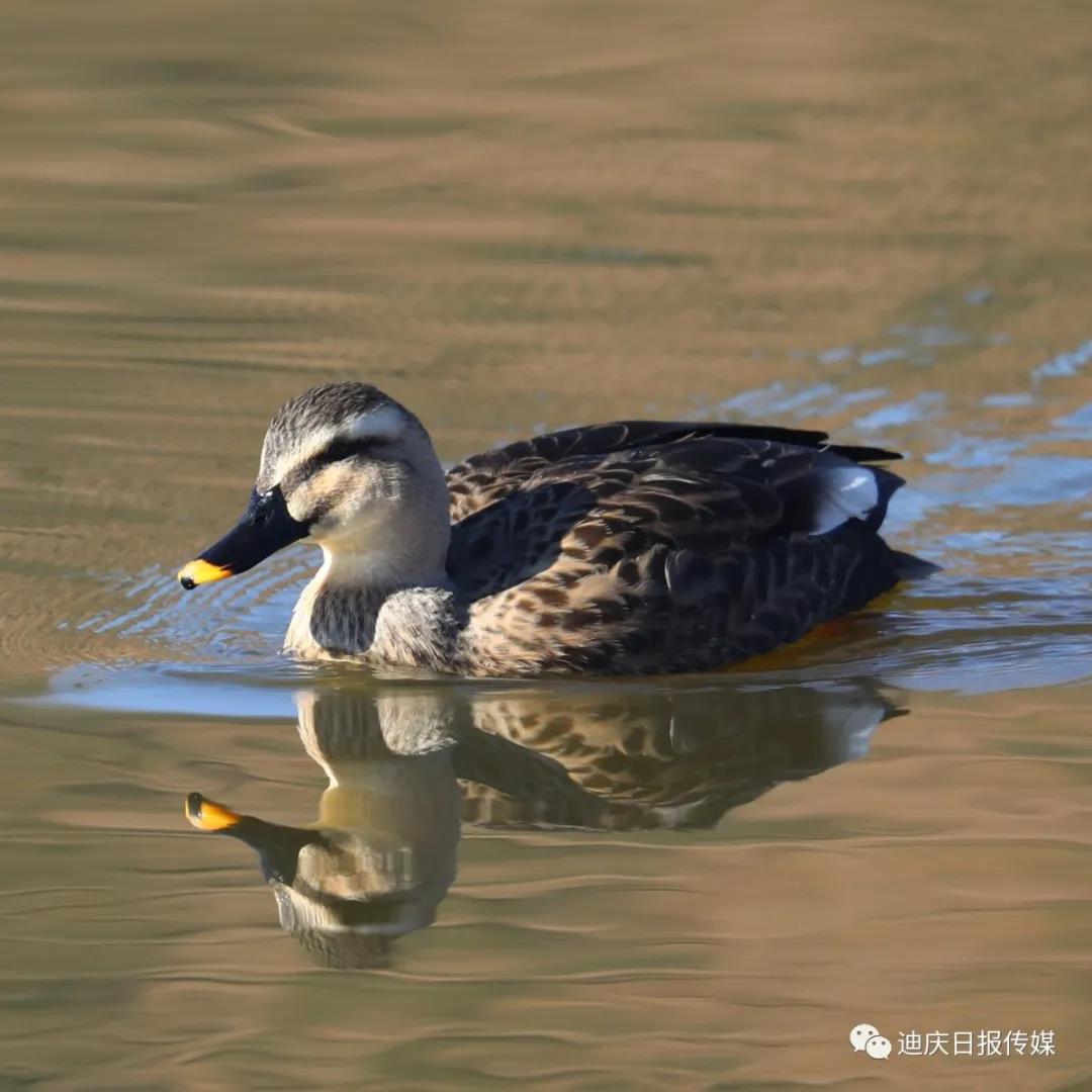 【香格里拉飛羽天堂——每日觀鳥臺】斑嘴鴨