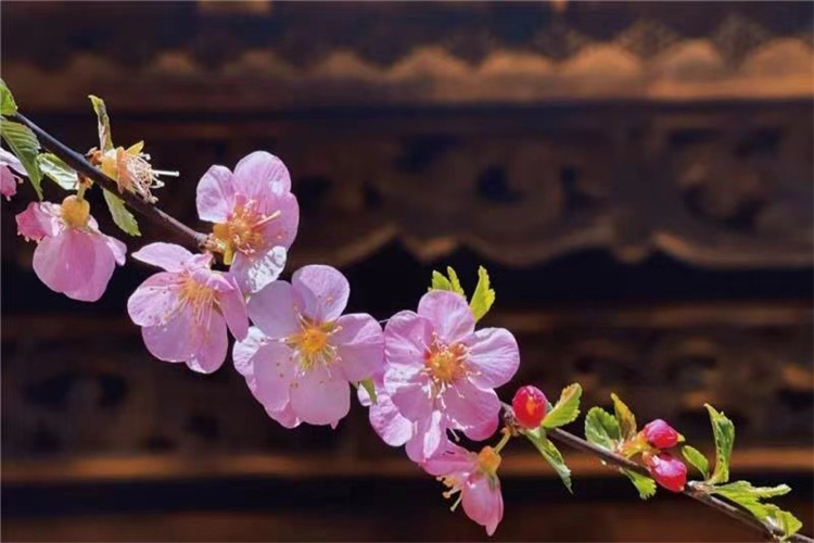 你要的春天，就在獨(dú)克宗古城！不信？請(qǐng)看！