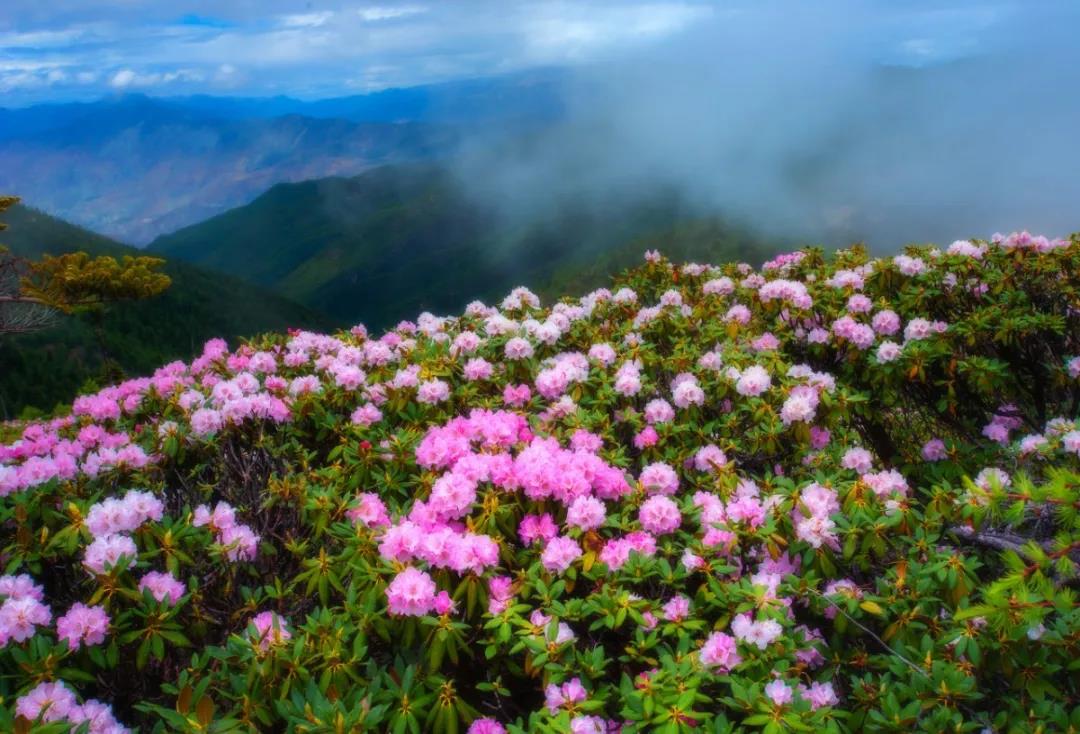這個(gè)五月，請(qǐng)醉在香格里拉最美杜鵑花海！