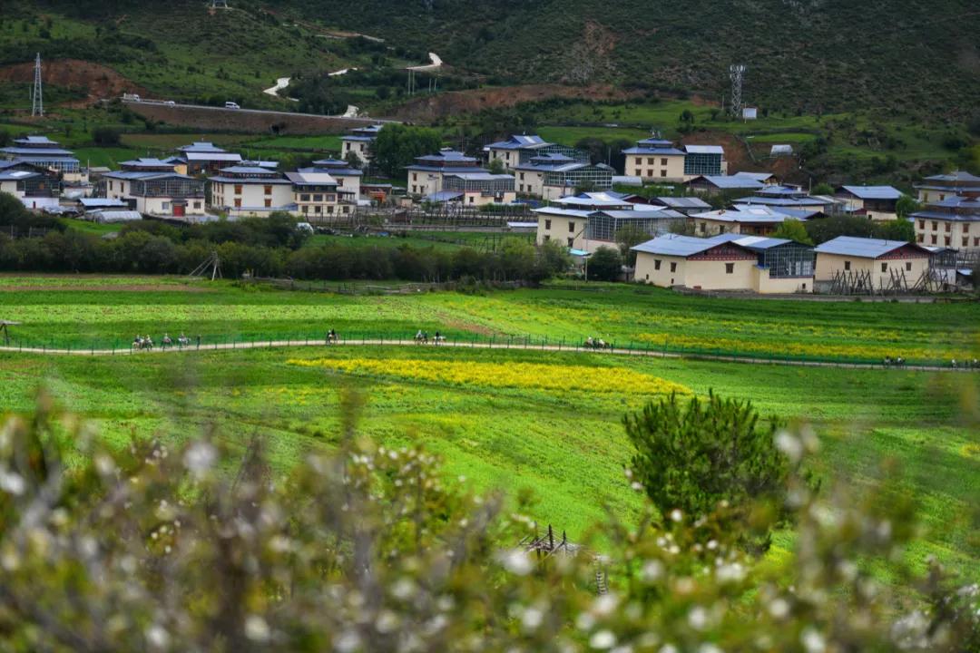 有一種綠叫香格里拉    香格里拉傳媒公司