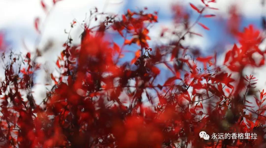 紅裙、炙熱、奔放……秋天的香格里拉讓你招架不住！    香格里拉旅游景點