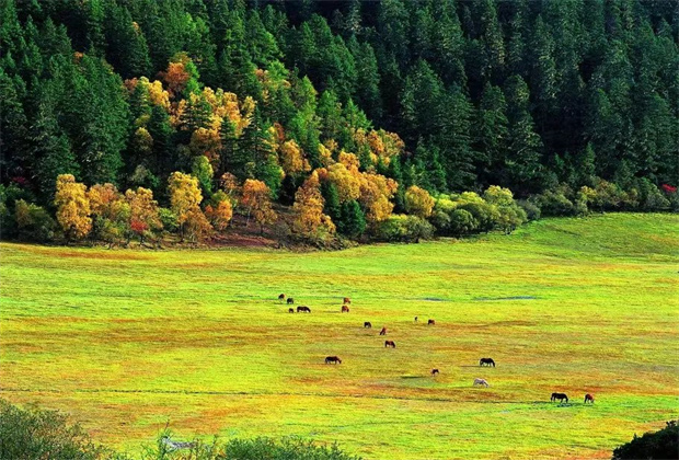 香格里拉旅行社 香格里拉旅游 香格里拉旅行社與你相約美景·普達措國家公園