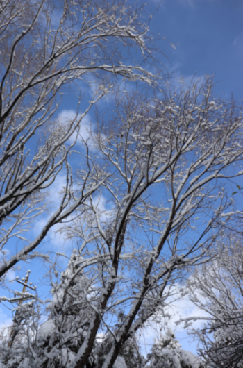 香格里拉