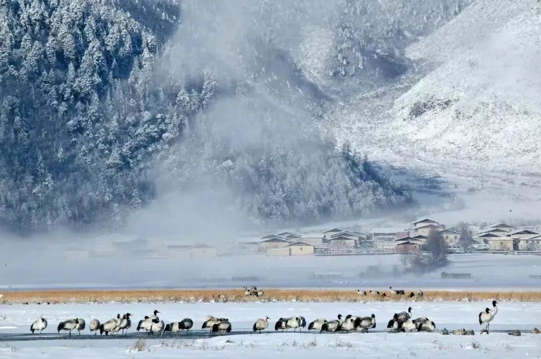 香格里拉活動策劃:香格里拉冬天的雪，是夏天揉碎的云?
