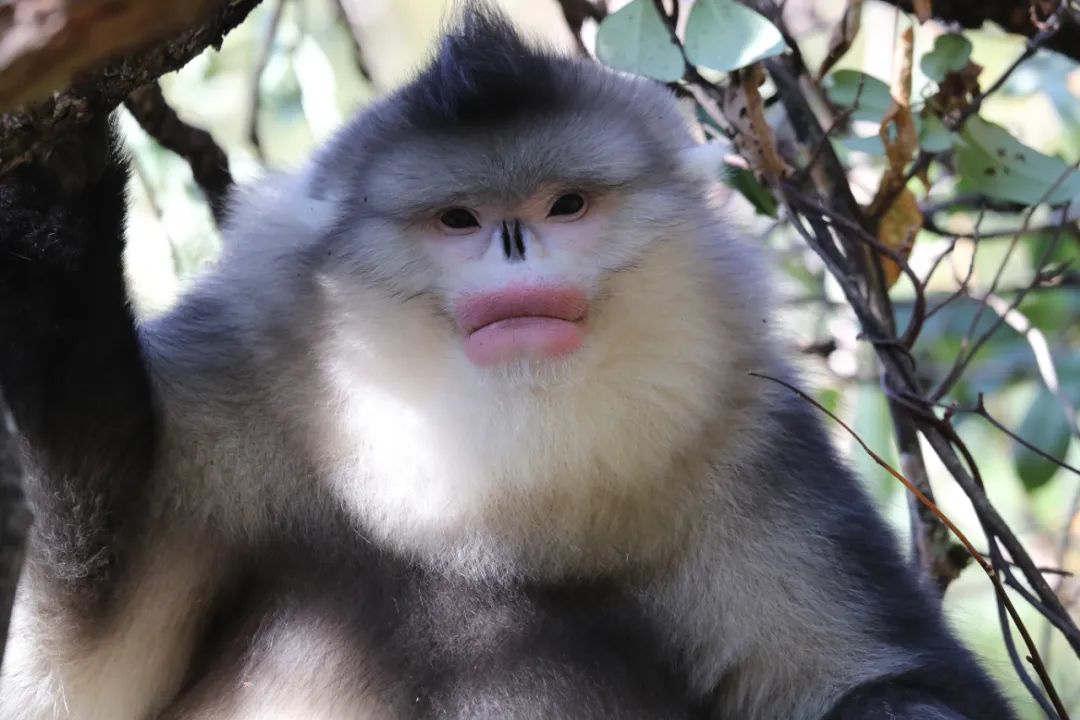 香格里拉