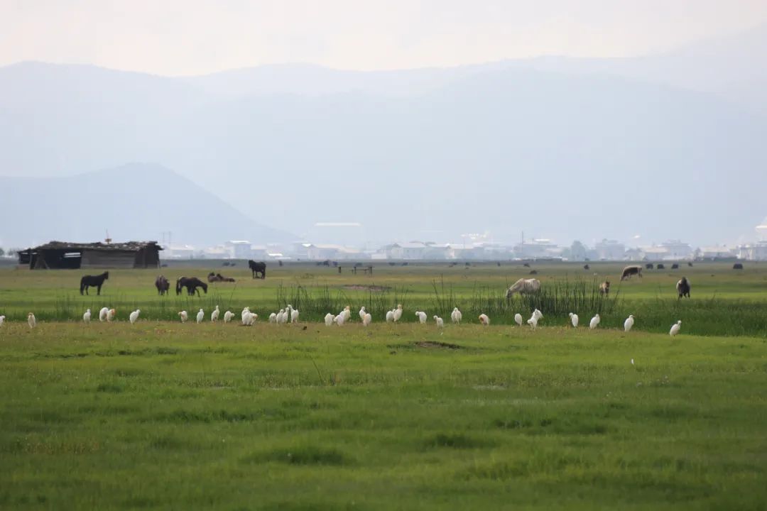 香格里拉